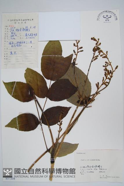 蔥木藏品圖，第1張