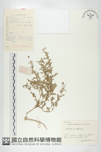 廣東葶藶藏品圖，第1張