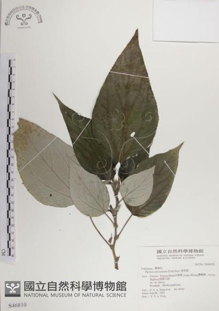 落尾麻藏品圖，第1張