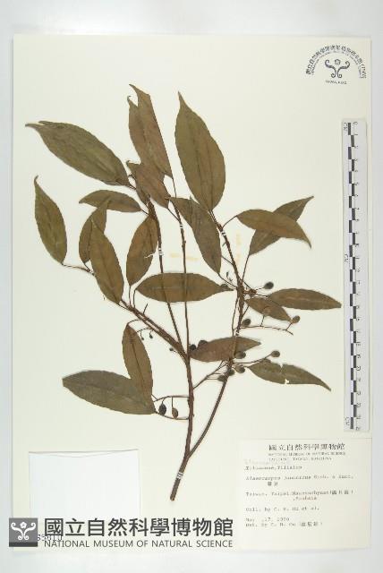 薯豆藏品圖，第1張