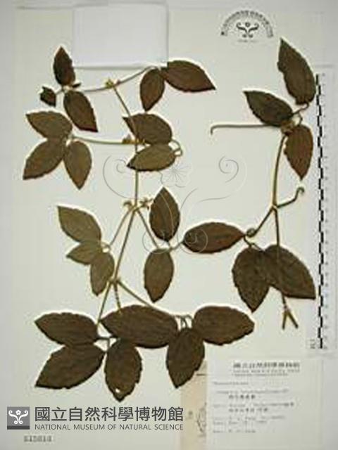 銹毛鐵線蓮藏品圖，第1張