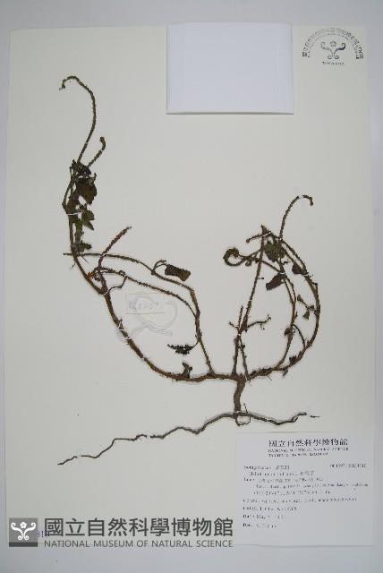 狗尾草藏品圖，第1張