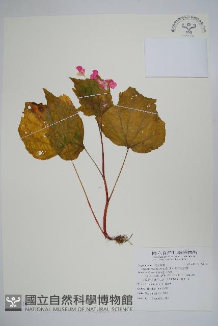 岩生秋海棠藏品圖，第1張