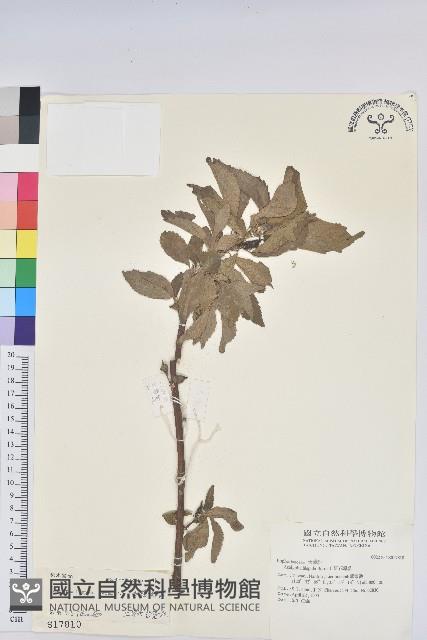 紅花鐵莧、長穗鐵莧藏品圖，第1張