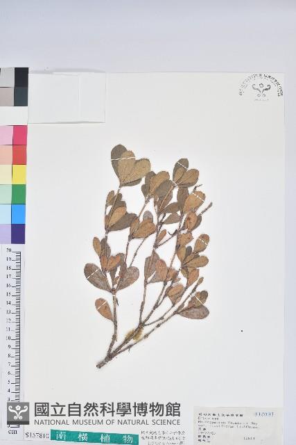 黃花著生杜鵑藏品圖，第1張