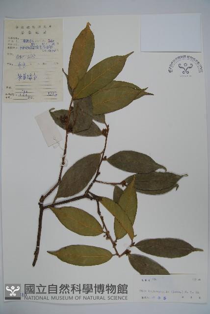 灰葉冬青藏品圖，第1張