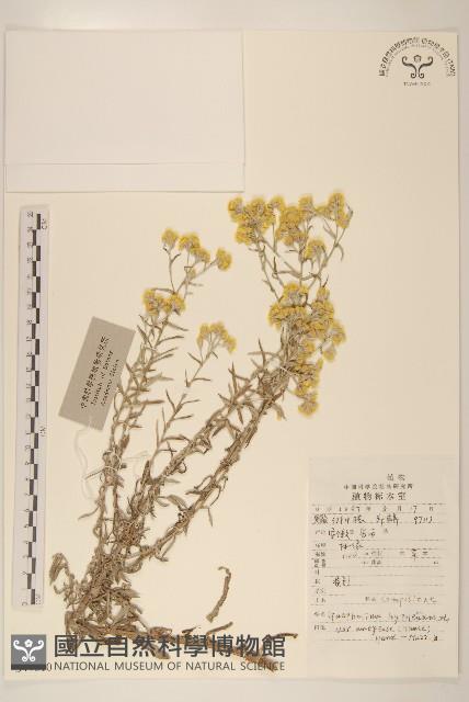 假秋鼠麴草藏品圖，第1張