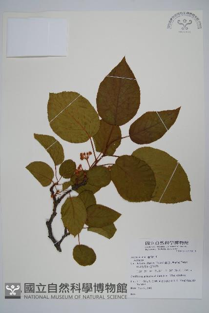 Accession Number:S077810 Collection Image, Figure 1, Total 2 Figures