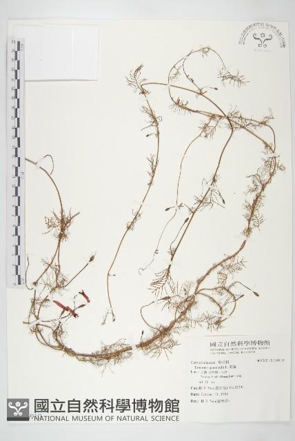 蔦蘿藏品圖，第1張