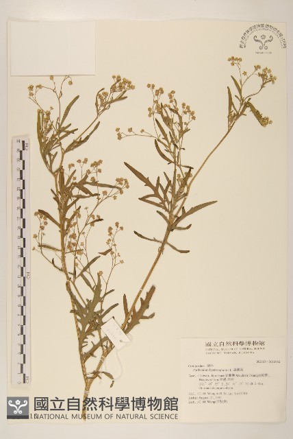 銀膠菊藏品圖，第1張