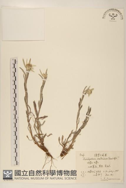 絹茸火絨草藏品圖，第1張