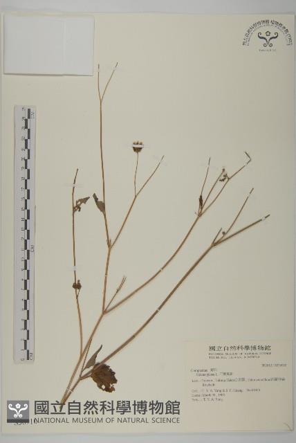 白花鬼針藏品圖，第1張