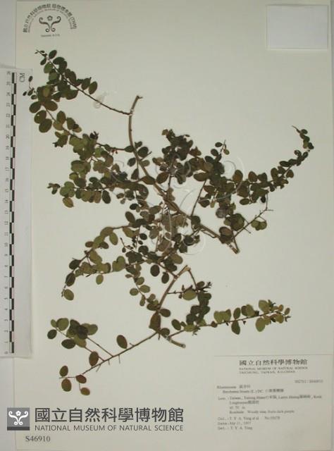 小葉黃鱔藤藏品圖，第1張