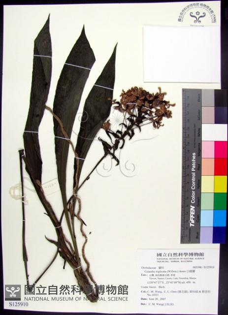 白鶴蘭藏品圖，第1張