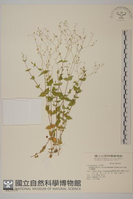 小花繁縷藏品圖，第1張