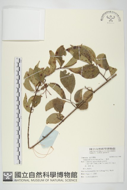 山茱萸藏品圖，第1張