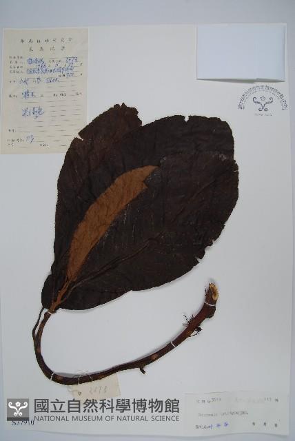 水東哥藏品圖，第1張