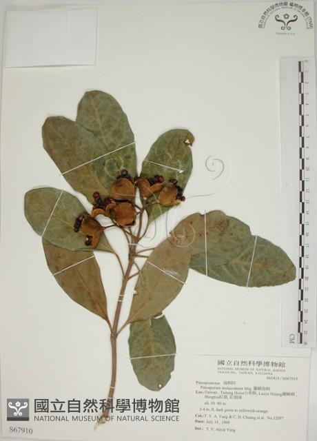 蘭嶼海桐藏品圖，第1張