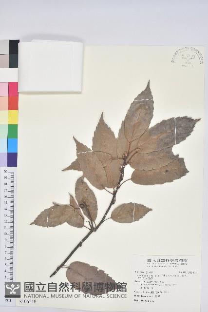 青剛櫟、鐵椆藏品圖，第1張