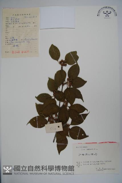 大柄冬青藏品圖，第1張