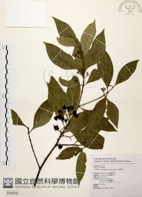 茜草樹藏品圖，第1張