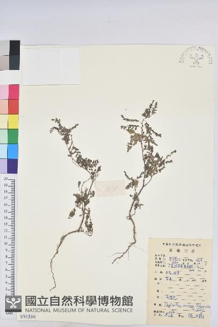 小返魂藏品圖，第1張