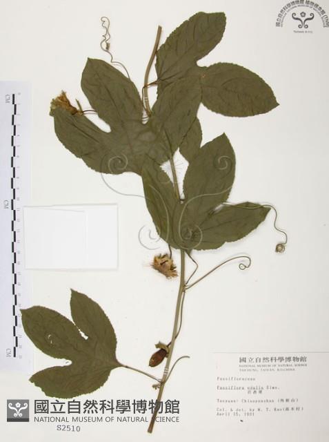 西番蓮、百香果藏品圖，第1張