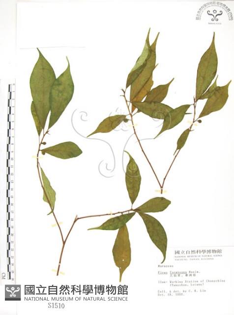 天仙果、臺灣榕藏品圖，第1張