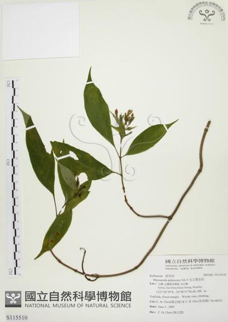 毛玉葉金花藏品圖，第1張