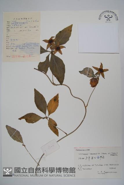 羊乳、四葉參藏品圖，第1張