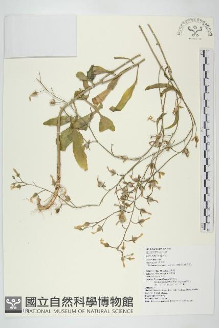 伽藍菜、倒吊蓮藏品圖，第1張