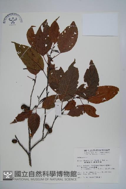 臺灣赤楊、臺灣榿木藏品圖，第1張