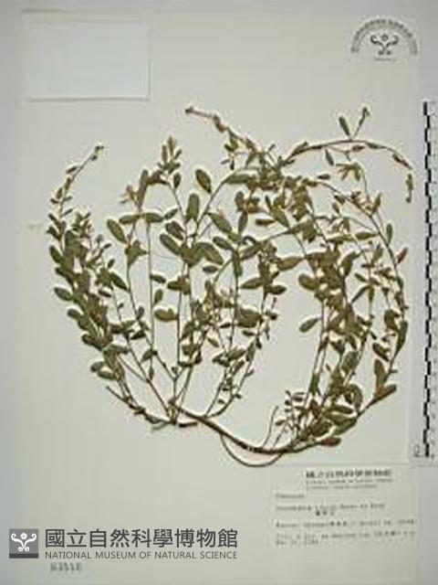 Accession Number:S003510 Collection Image