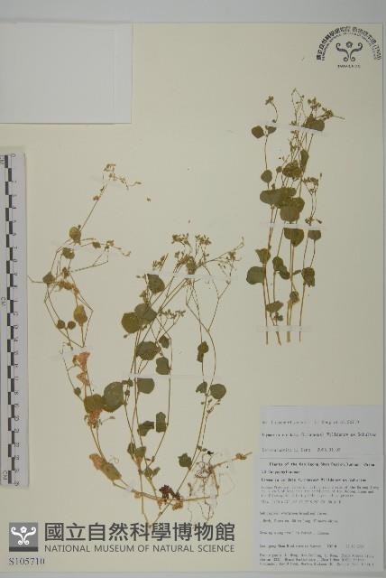 委陵菜藏品圖，第1張