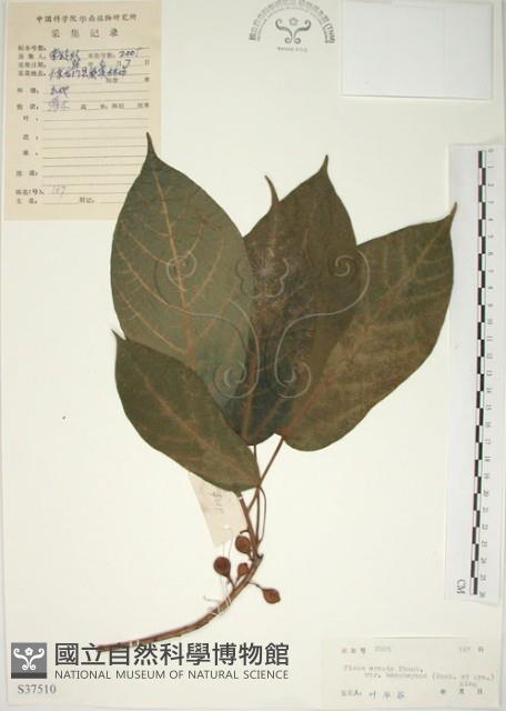 牛乳榕藏品圖，第1張