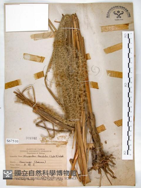 五節芒藏品圖，第1張