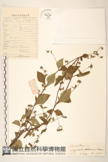 毛梗豨薟藏品圖，第1張