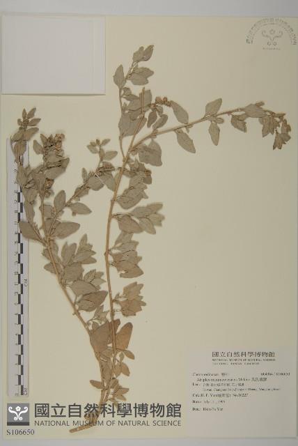 馬氏濱藜藏品圖，第1張