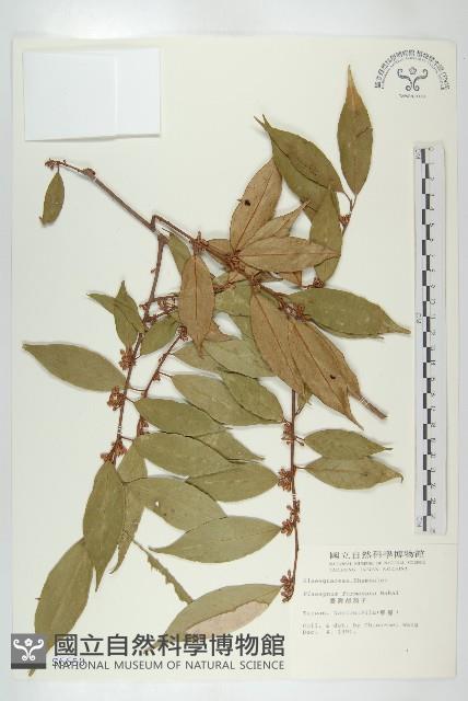 臺灣胡頹子藏品圖，第1張