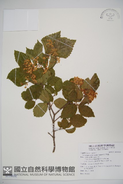 紅子莢迷藏品圖，第1張