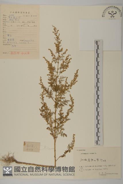 黃花蒿藏品圖，第1張