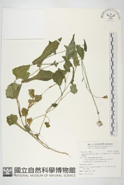 紫背草藏品圖，第1張