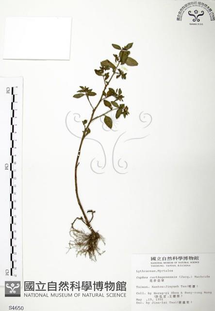 克非亞草藏品圖，第1張