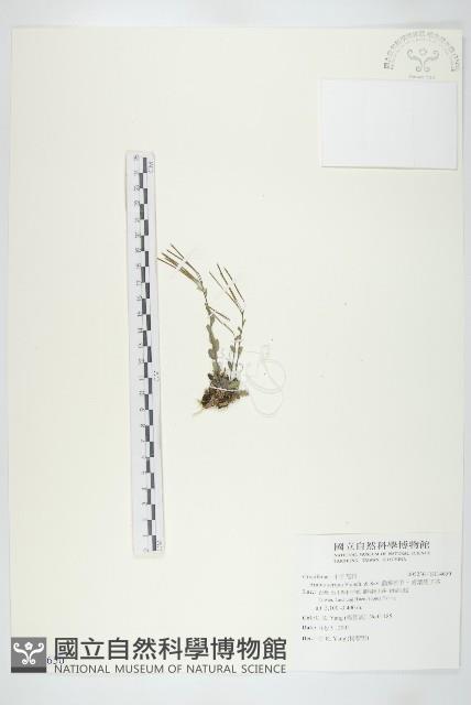 齒葉南芥、齒葉筷子芥藏品圖，第1張