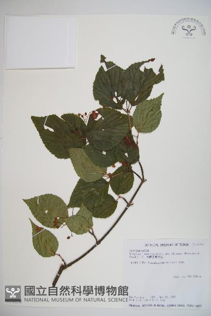 長橢圓葉莢迷藏品圖，第1張