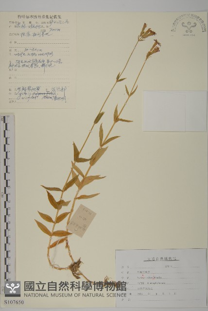 絲瓣剪秋籮藏品圖，第1張