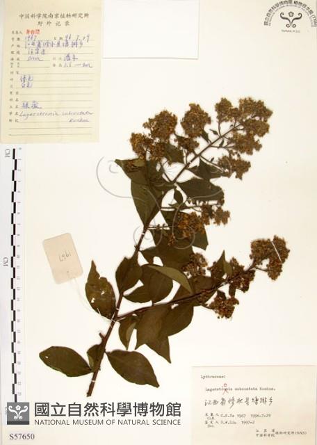 九芎藏品圖，第1張