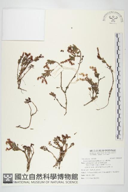 玉山佛甲草藏品圖，第1張