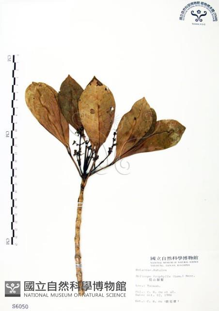 假三腳虌藏品圖，第1張