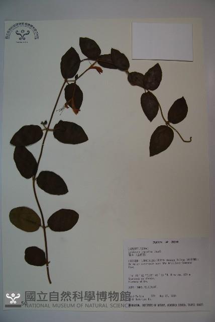 忍冬、金銀花藏品圖，第1張